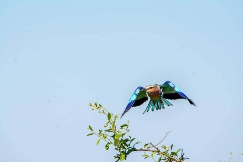 From Livingstone: Chobe National Park Day Trip with Lunch - Key Points