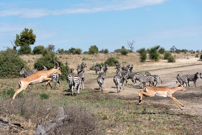 From Livingstone, Victoria Falls or Kasane - Chobe Day Tour - FAQs