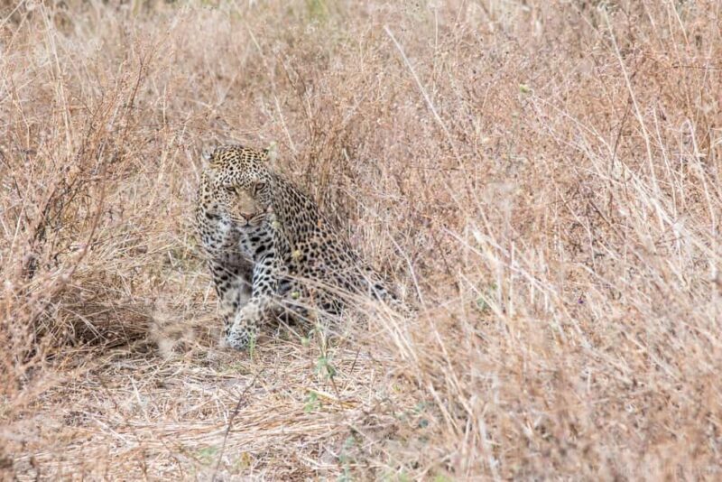 From Livingstone & Victoria Falls: Rafting & Safari Combo - Key Points