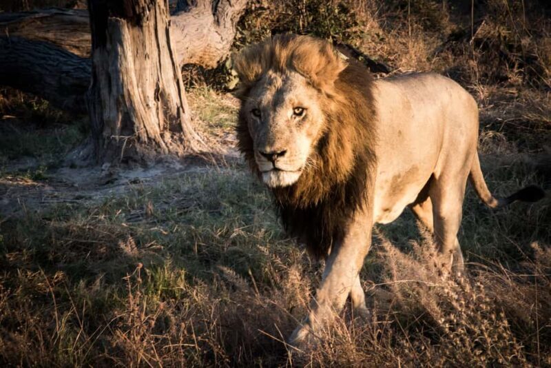 From Livingstone & Victoria Falls: Rafting & Safari Combo - An Adventure on the Zambezi: Whitewater Rafting Experience