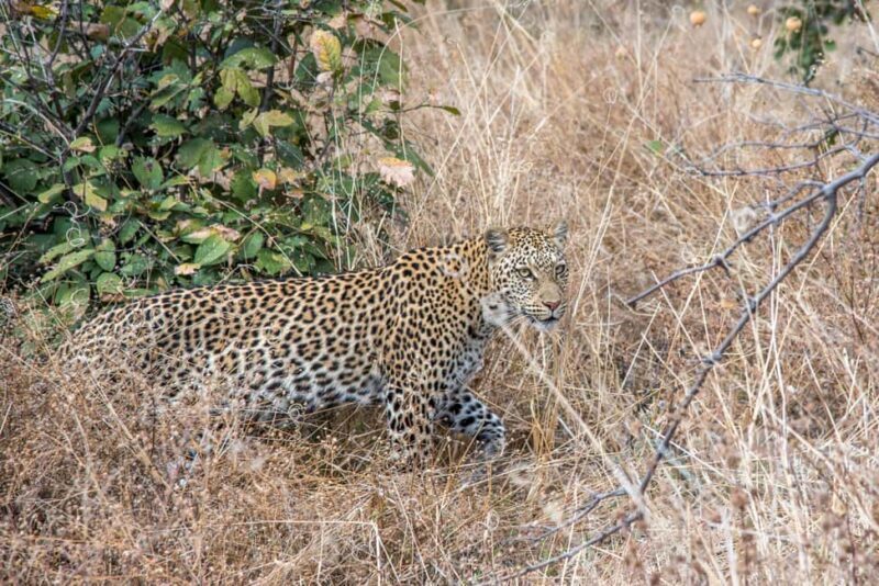 From Livingstone & Victoria Falls: Rafting & Safari Combo - Pricing and Value: Is It Worth It?