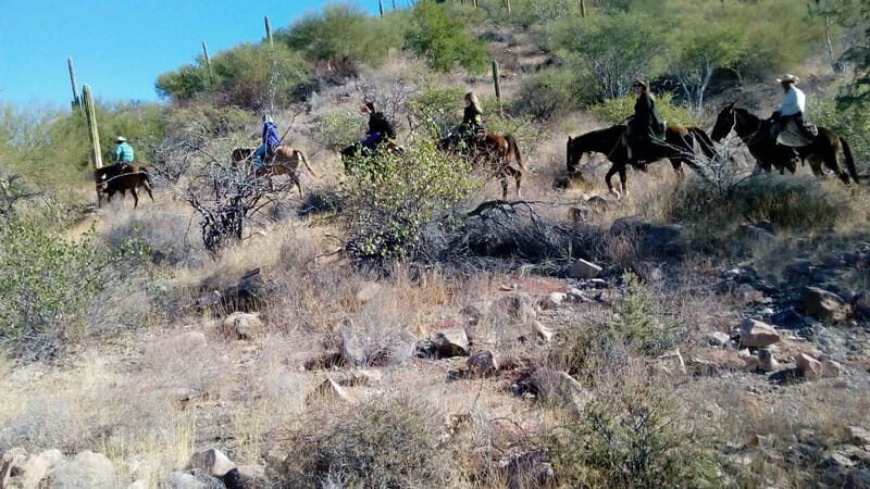 From Loreto: Baja Desert Horseback Riding Tour - A Closer Look at the Baja Desert Horseback Riding Tour