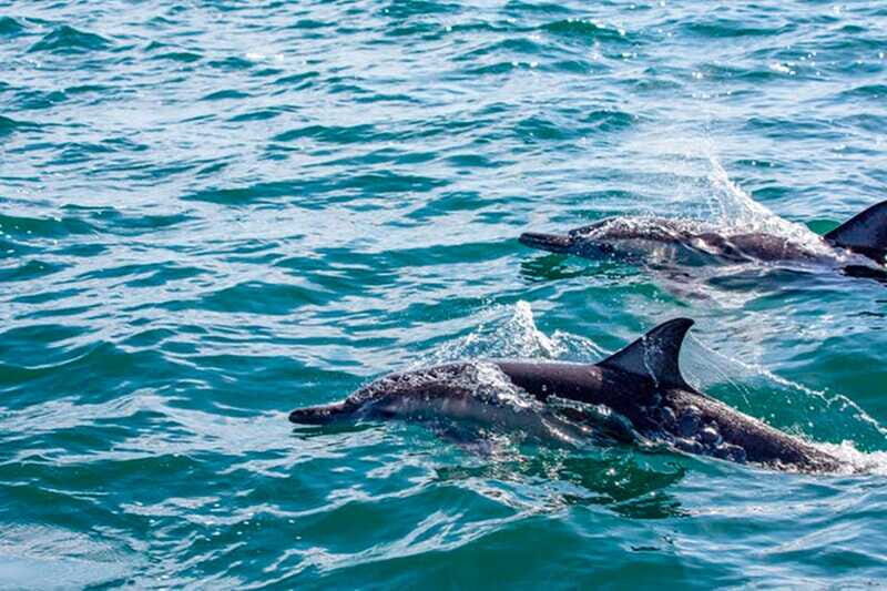 From Loreto: Coronado Island Snorkel - The Value for the Price