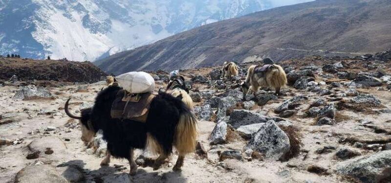 From Lukla: 18-Day Everest Base Camp and Gokyo Lakes Trek - What the Reviews Say