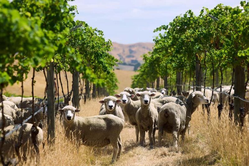 From Lyttelton: Private Wine Tour & Chefs Degustation - Exploring Waipara’s Vineyard Scene
