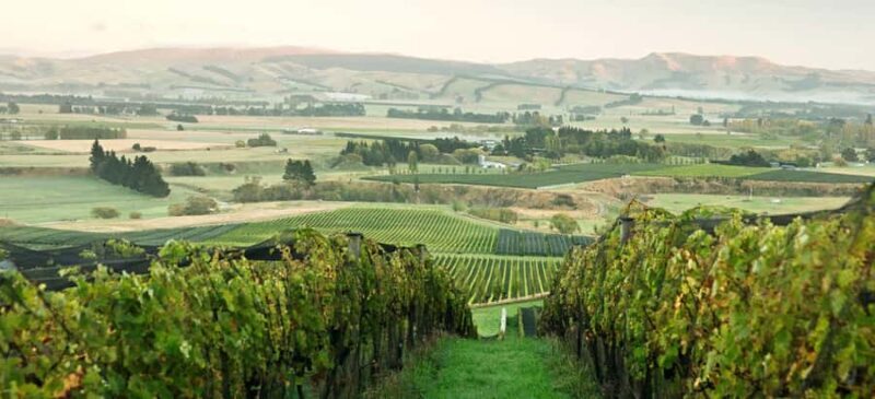 From Lyttelton: Private Wine Tour & Chefs Degustation - Vineyard Walks and Behind-the-Scenes Access
