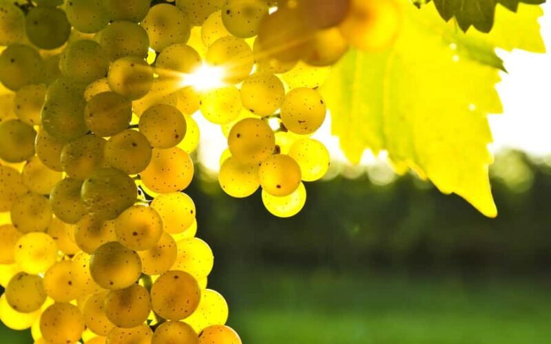 From Lyttelton: Private Wine Tour & Chefs Degustation - Who Will Love This Tour?
