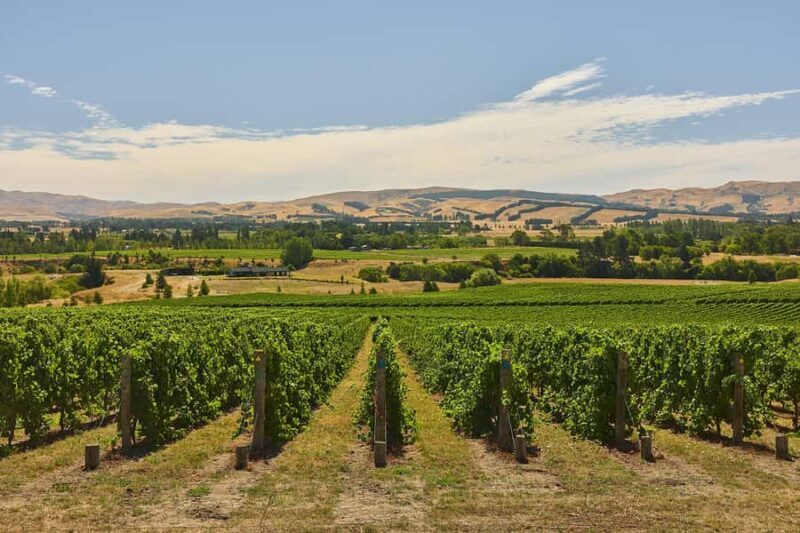 From Lyttelton: Private Wine Tour & Chefs Degustation - In Closing