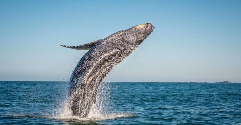 From Ma'alaea: Afternoon Whale Watch Tour Aboard the Malolo - An In-Depth Look at the Whale Watch Experience