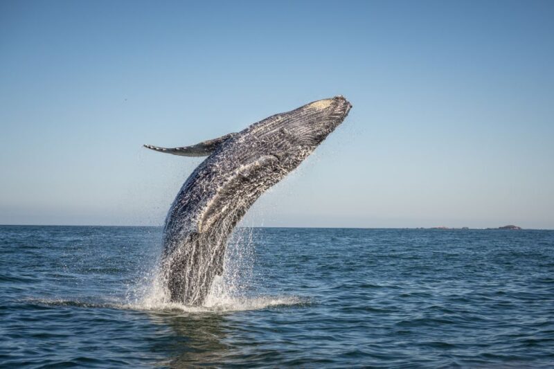 From Ma'alaea: Afternoon Whale Watch Tour Aboard the Malolo - Practical Tips for Your Whale Watching Adventure