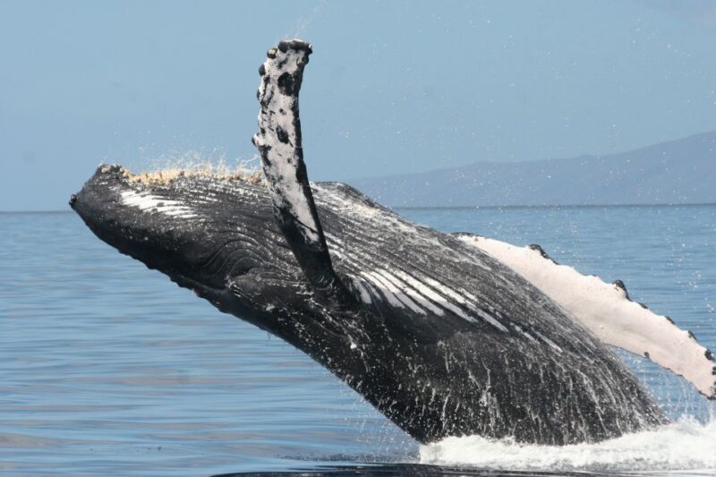From Ma'alaea: Afternoon Whale Watch Tour Aboard the Malolo - Who Will Love This Tour?