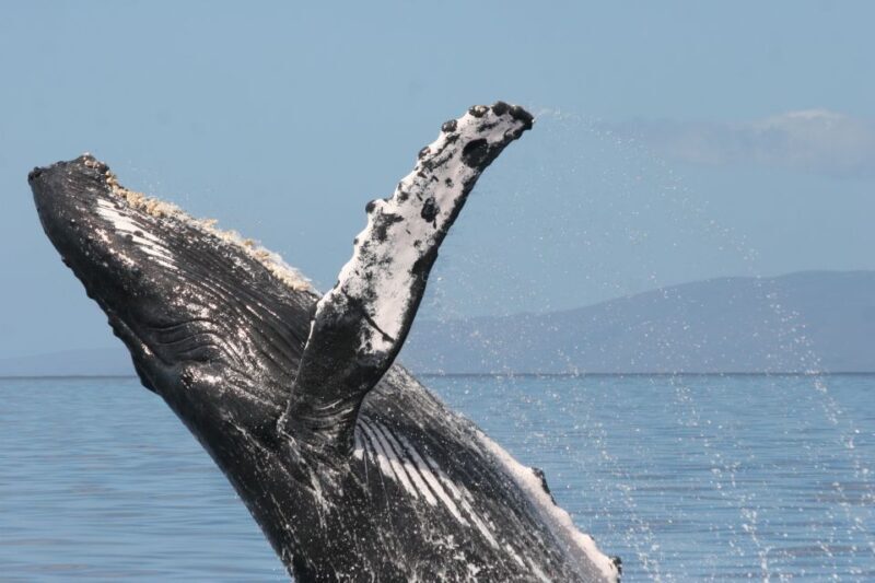 From Ma'alaea: Afternoon Whale Watch Tour Aboard the Malolo - Final Thoughts