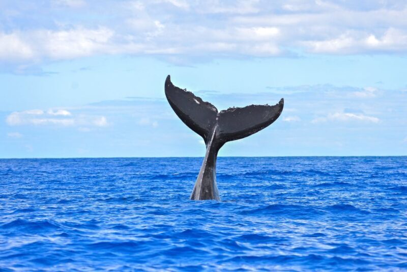 From Ma'alaea: Afternoon Whale Watch Tour Aboard the Malolo - FAQ