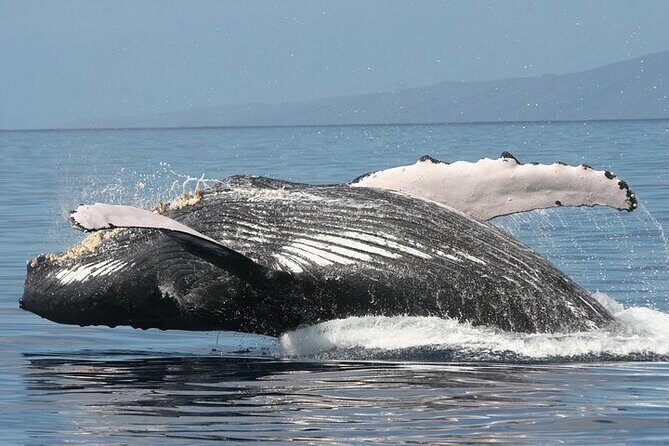 From Ma'alaea Harbor: Sunset Whale Watch Tour Aboard the Malolo - FAQ