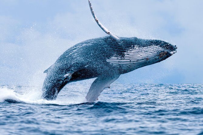 From Ma'alaea Harbor: Whale Watch Cruise Aboard the Malolo - Key Points