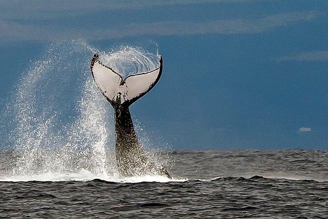 From Ma'alaea Harbor: Whale Watch Cruise Aboard the Malolo - The Sum Up