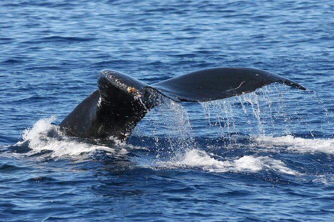 From Ma'alaea Harbor: Whale Watch Cruise Aboard the Malolo - FAQ