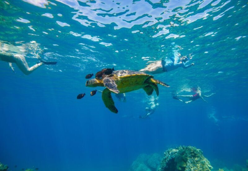 From Maalaea: Turtle Town 3-Hour Snorkel and Sail Adventure - A Detailed Look at the Experience