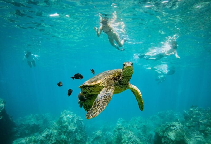 From Maalaea: Turtle Town 3-Hour Snorkel and Sail Adventure - The Sum Up: A Great Value for a Marine-Focused Maui Experience