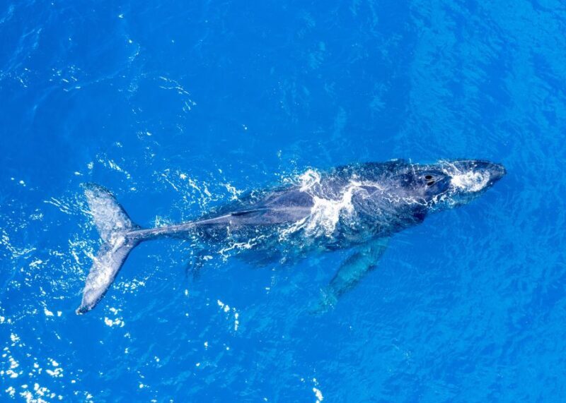 From Maalaea: Whale Watching Catamaran Cruise with Drinks - Introduction: Why This Whale Watching Cruise Stands Out