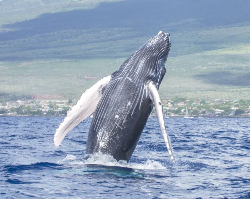 From Maalaea: Whale Watching Catamaran Cruise with Drinks - The Value and Price: Is It Worth It?