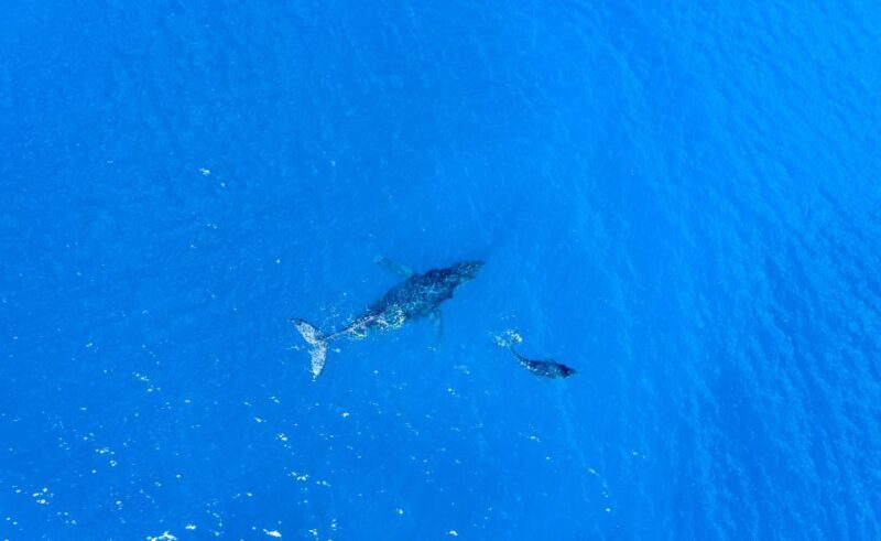 From Maalaea: Whale Watching Catamaran Cruise with Drinks - Review Snippets: Authentic Traveler Perspectives