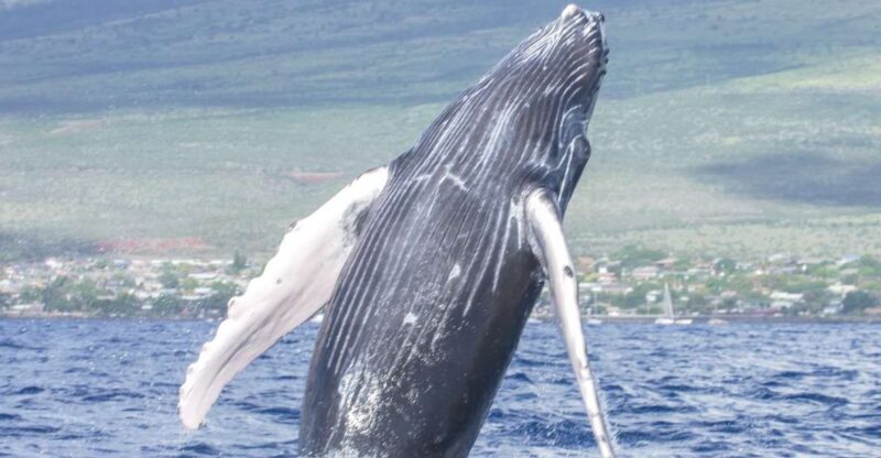 From Maalaea: Whale Watching Catamaran Cruise with Drinks - Practical Tips for Your Trip