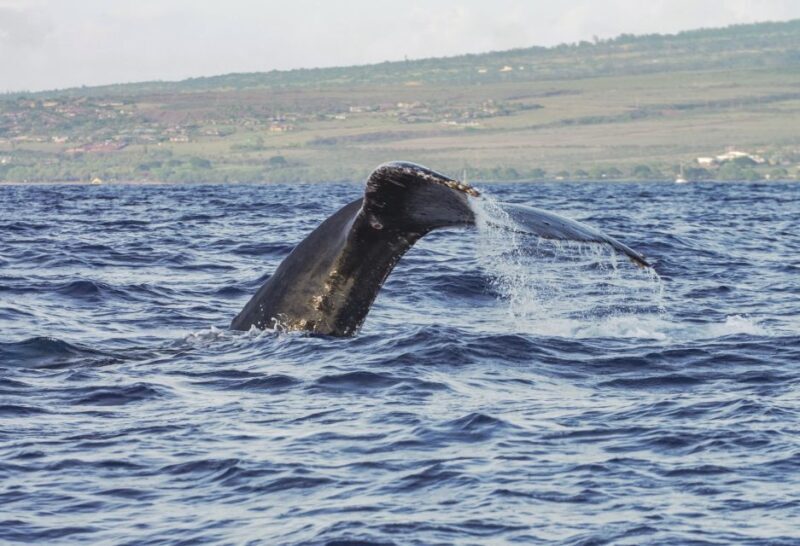 From Maalaea: Whale Watching Catamaran Cruise with Drinks - Who Should Consider This Tour?