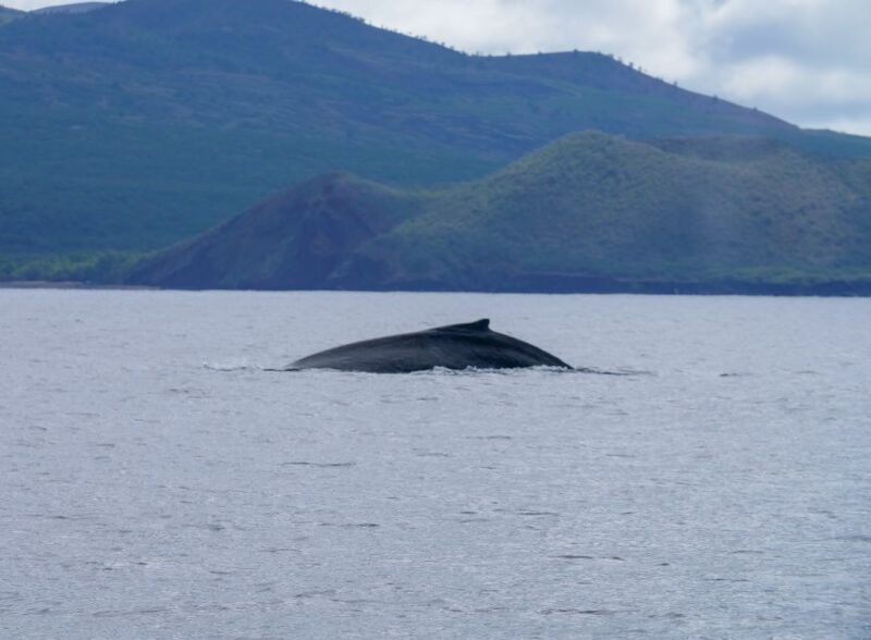 From Maalaea: Whale Watching Catamaran Cruise with Drinks - The Sum Up: Is It a Good Choice?