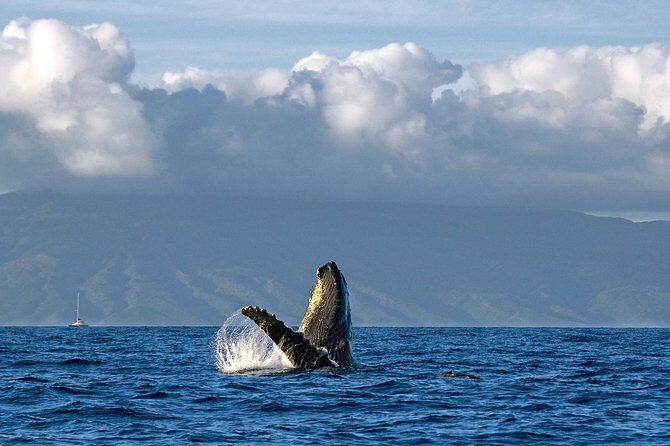 From Maalaea: Whale Watching Tour Aboard the Quicksilver - The Sum Up: Who Wins with the Quicksilver Whale Watching Tour?