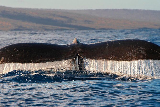 From Maalaea: Whale Watching Tour Aboard the Quicksilver - FAQ: Your Practical Questions Answered