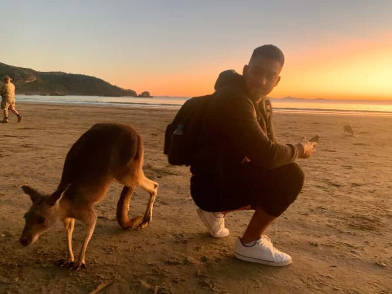 From Mackay: Wallabies on the Beach Sunrise Trip - From Mackay: Wallabies on the Beach Sunrise Trip — An Authentic Australian Experience
