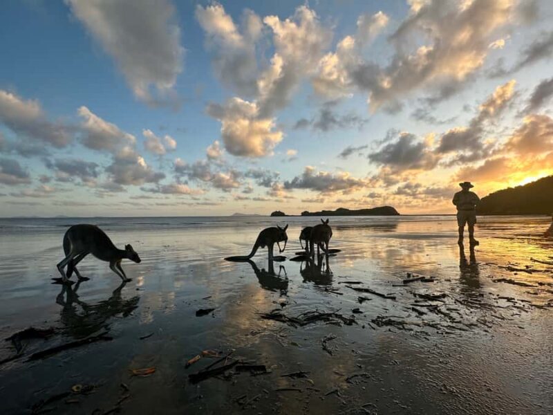 From Mackay: Wallabies on the Beach Sunrise Trip - The Magic of Sunrise on the Hibiscus Coast