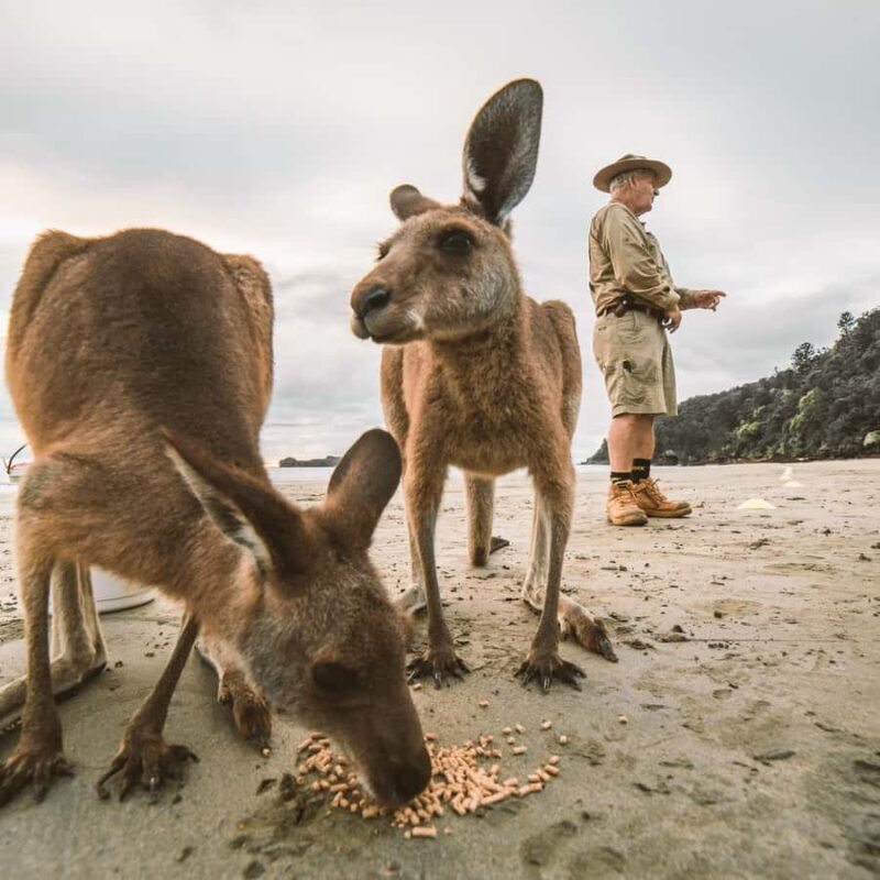 From Mackay: Wallabies on the Beach Sunrise Trip - The Value Proposition