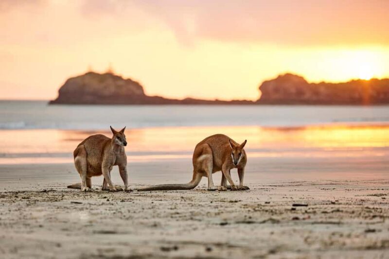 From Mackay: Wallabies on the Beach Sunrise Trip - FAQ