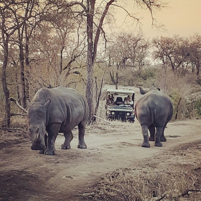 From Malelane: Kruger National Park Afternoon Safari - Key Points