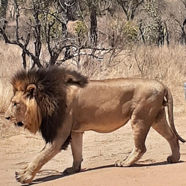 From Malelane: Kruger National Park Afternoon Safari - An Introduction to the Afternoon Safari Experience