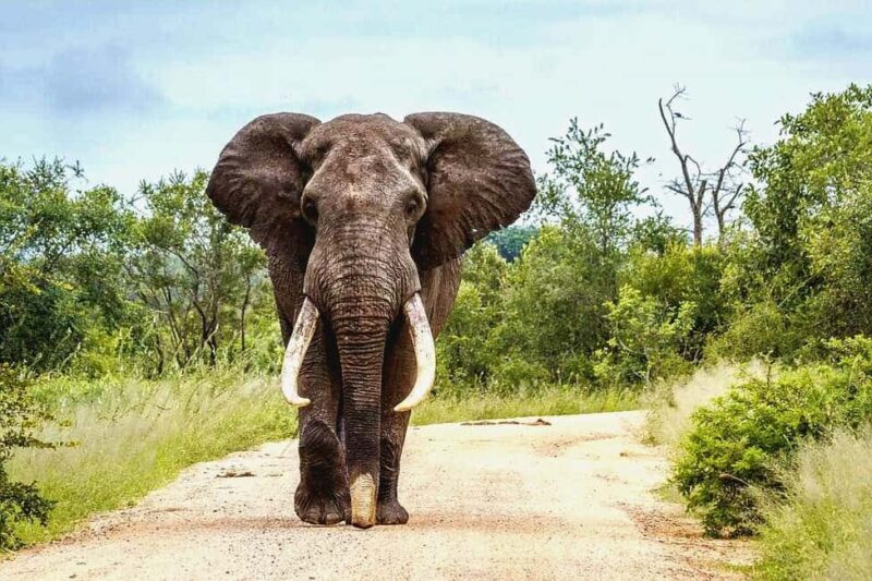 From Maputo: Special Reserve Safari with Ponto do Ouro Visit - Key Points