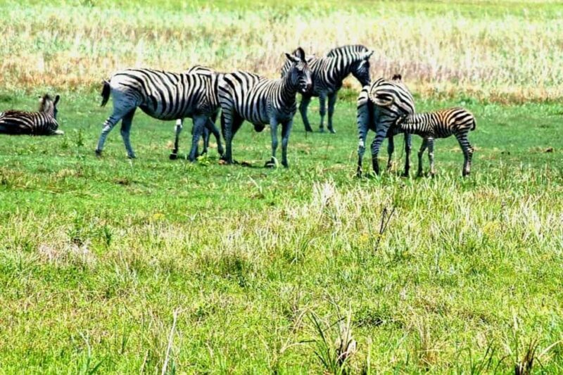 From Maputo: Special Reserve Safari with Ponto do Ouro Visit - A Well-Balanced Adventure in the Heart of Mozambique’s Wilderness