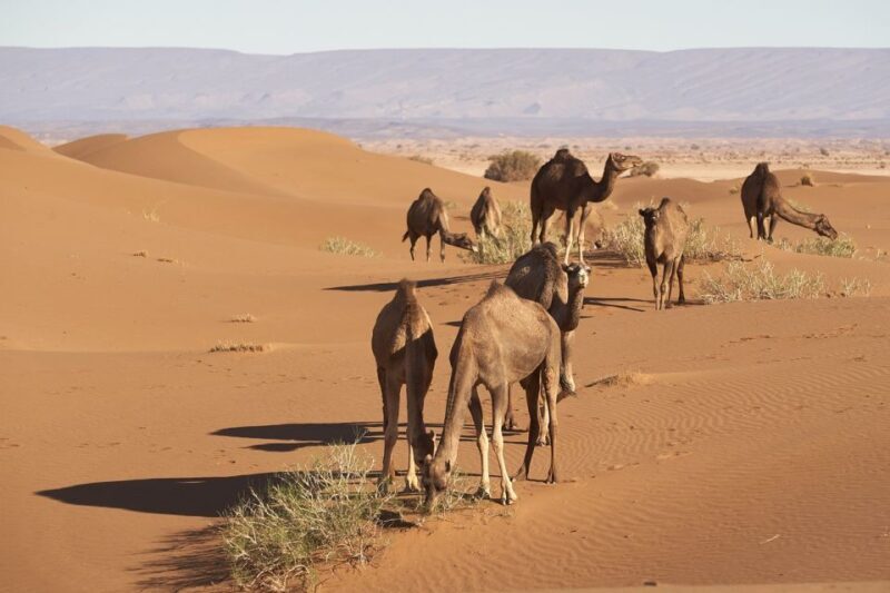 From Marrakech : 3 Days 2 Nights To Sahara Merzouga desert - Final Thoughts