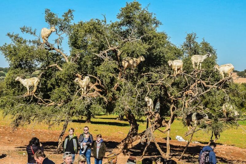 From Marrakech : Day Trip to Essaouira with Activity Options - The Sum Up