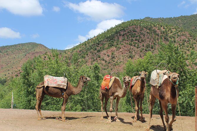 From Marrakech: Desert Agafay & Atlas Mountains Full-Day Trip - Who Is This Tour Best For?