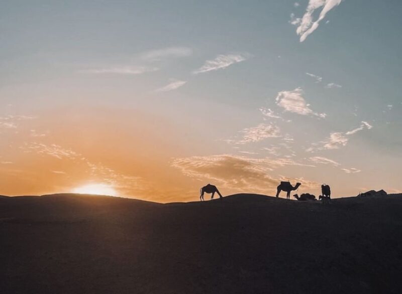From Marrakech: Dinner show in Agafay Desert & Sunset Quad - Key Points