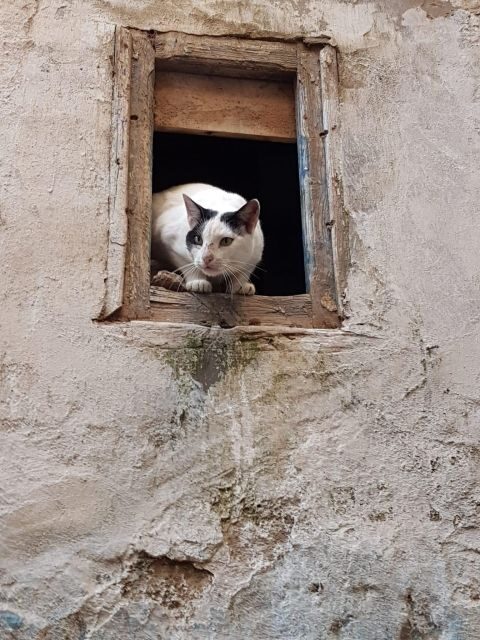 From Marrakech: Essaouira Coastal City Day Trip - Potential Drawbacks or Considerations