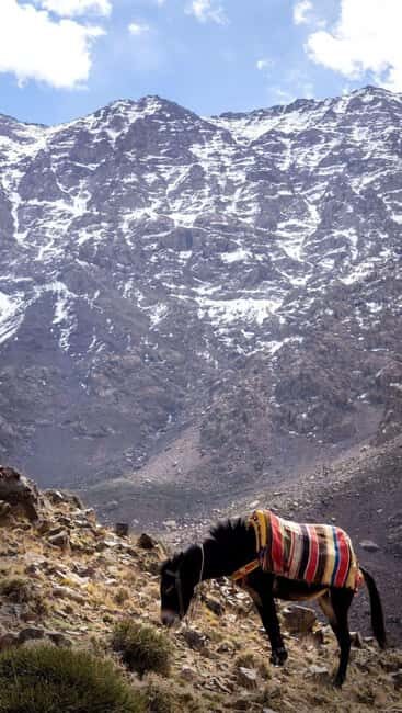 From Marrakech: Full-Day in the Atlas Mountains with Lunch - Pricing and Value