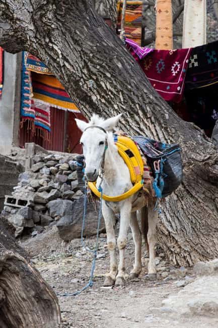 From Marrakech: Full-Day in the Atlas Mountains with Lunch - Who Would Enjoy This Tour?