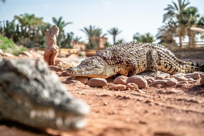 From Marrakech Full-Day Tour to Agadir - Overview of the Tour