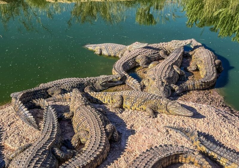 From Marrakech: Full-Day Trip to Agadir - Price and Value