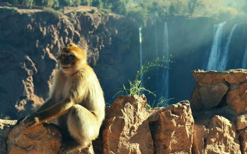 From Marrakech: Full-Day Trip to Ouzoud Falls with Boat Ride - A Detailed Look at the Ouzoud Waterfalls Full-Day Tour