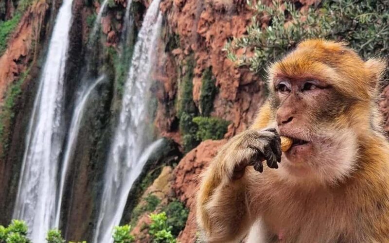 From Marrakech: Full-Day Trip to Ouzoud Falls with Boat Ride - The Sum Up